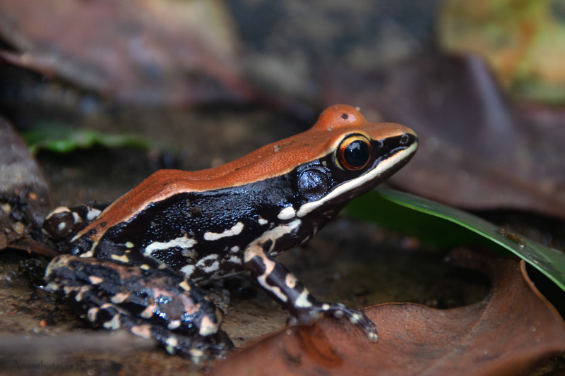 Bicouloured Frog