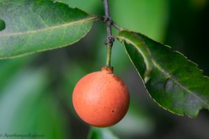 Saptrangi/Salacia Fruit