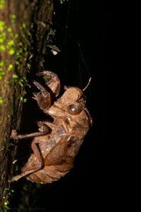 Cicada Moult