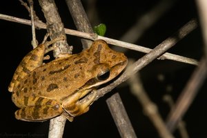 Indian Common Tree Frog