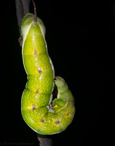 A huge moth caterpillar