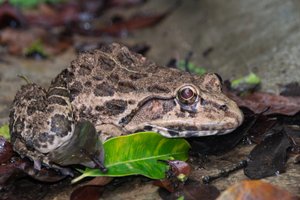 Indian Bullfrog