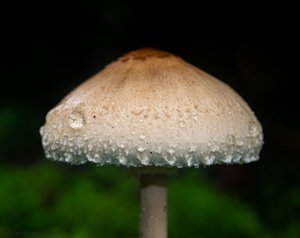 Water drops on a Mushroom