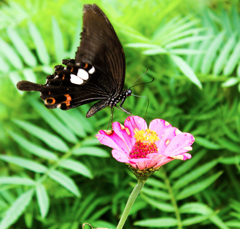 Black or Spicebush Butterfly