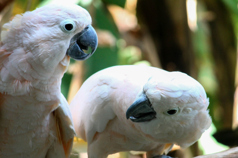 White Cockatoo