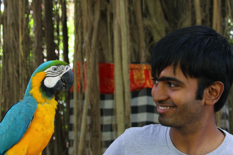 Pic with a Blue-and-yellow macaw