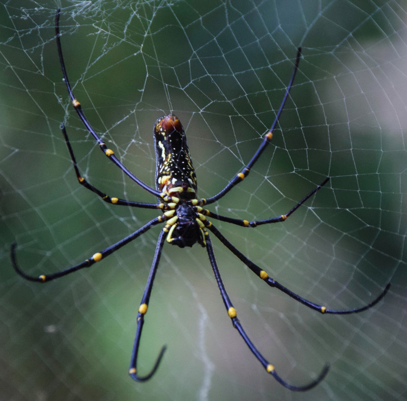 Giant Wood Spider