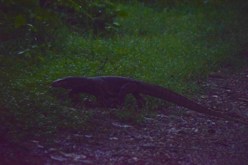 Monitor Lizard in Jim Corbett National Park