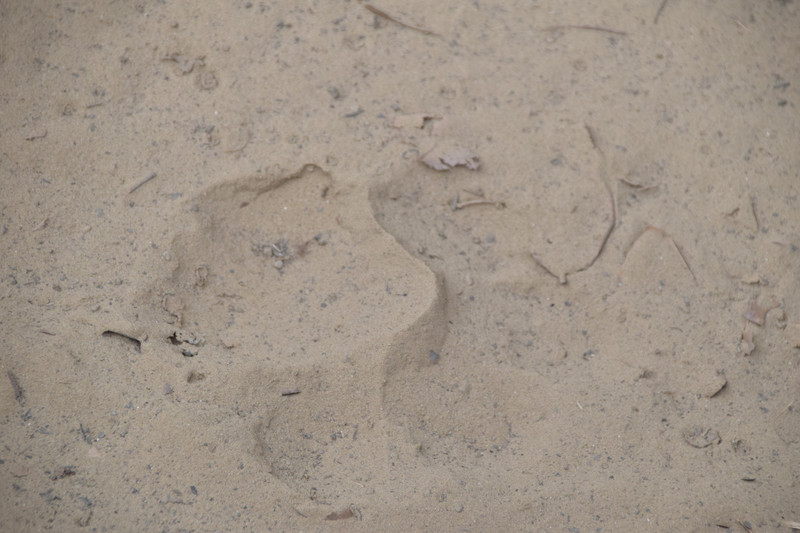 The supposed Tiger footprints