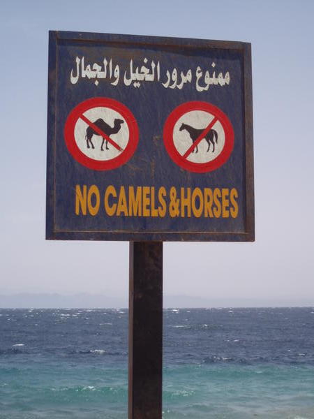 Leave your camel at home!