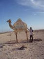 A real Saharan camel