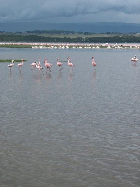 Nakuru flamingo