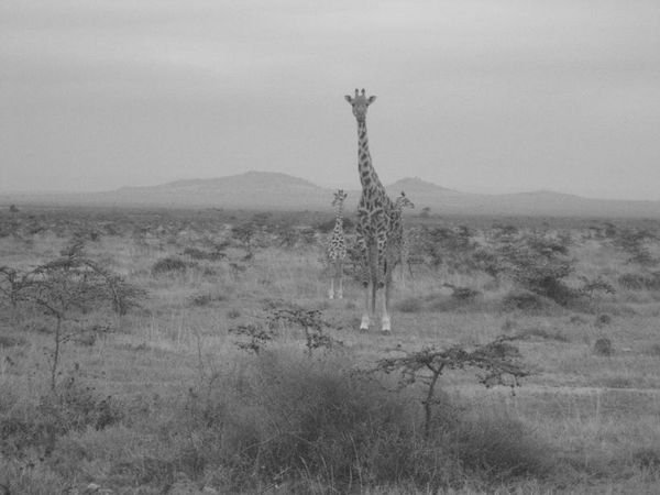 Giraffe again