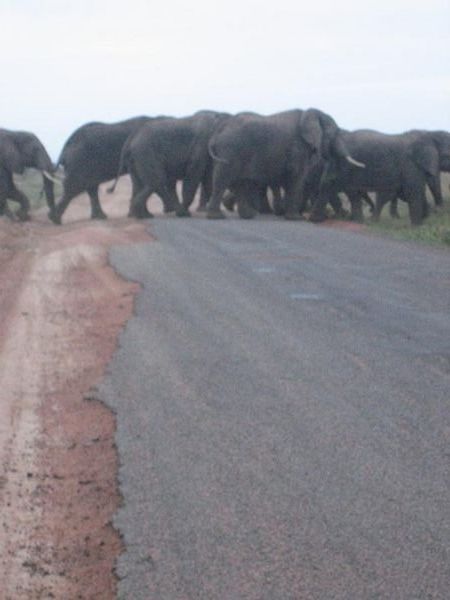 Elephants crossing...