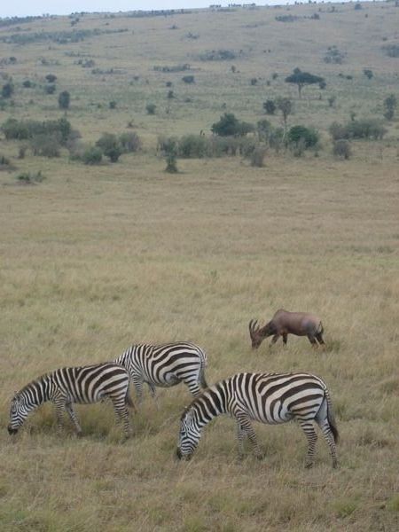 Zebra and topi