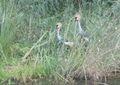 Crested cranes
