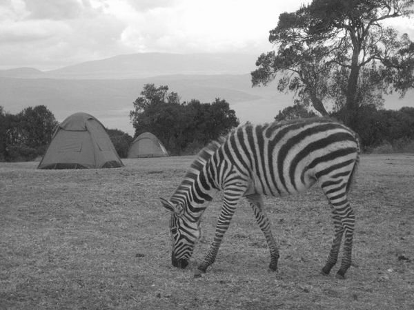 Zebra and tent