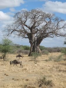Tarangire baobab
