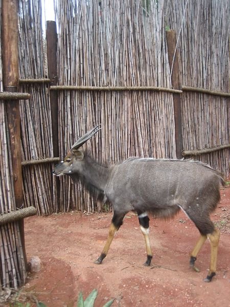 Kudu calling