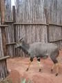 Kudu calling