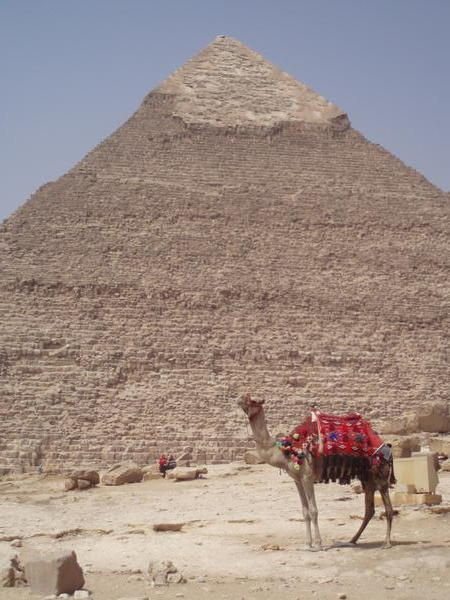 Pyramid and camel