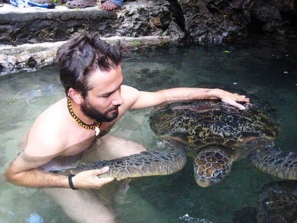 Turtle touching