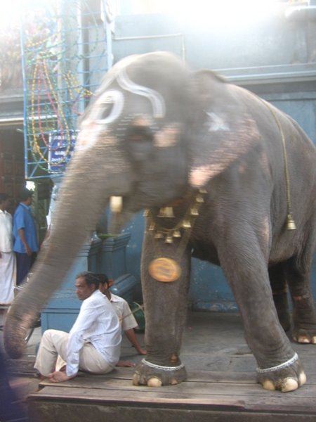 Temple Elephant