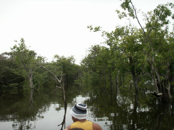 In the flooded forest