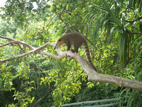 Coati - the local pet or pest