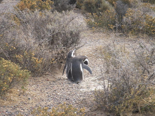 A couple of the first penguins we saw