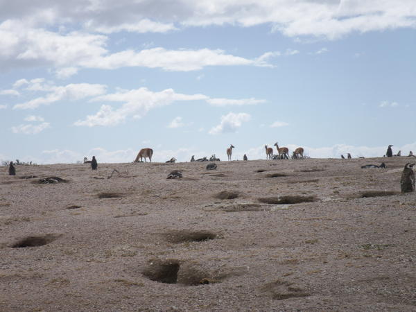 Guanacos and penguins