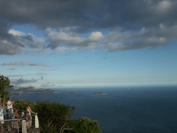 The birds and the ocean, a view from the Sugar Loaf
