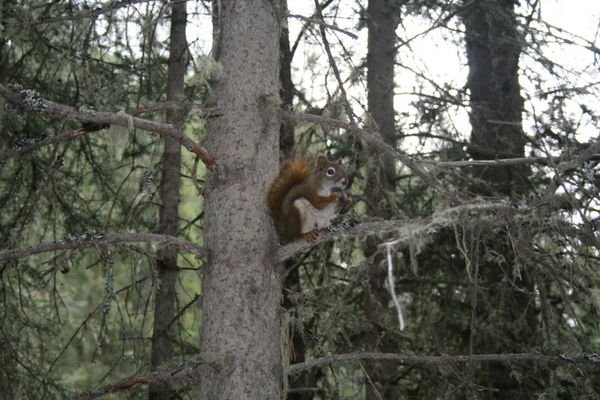 Cheeky Red Squirrel