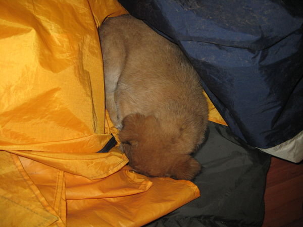 puppy in a tent