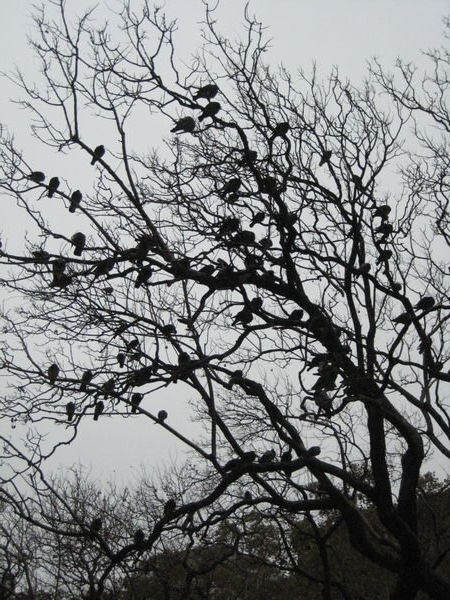 the pigeon tree