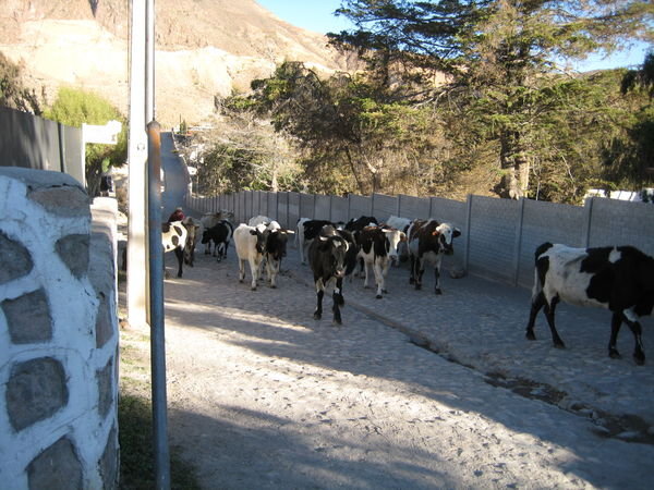 Bovines have right of way in Putre