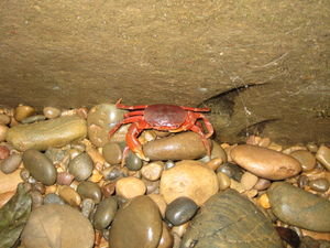a fresh water crab
