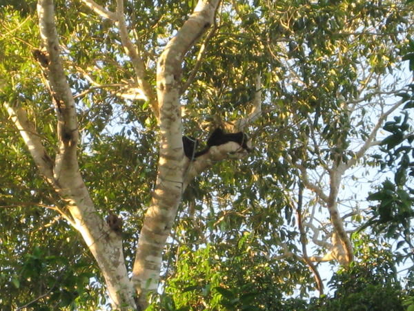 Those dots in the tree are howler monkeys
