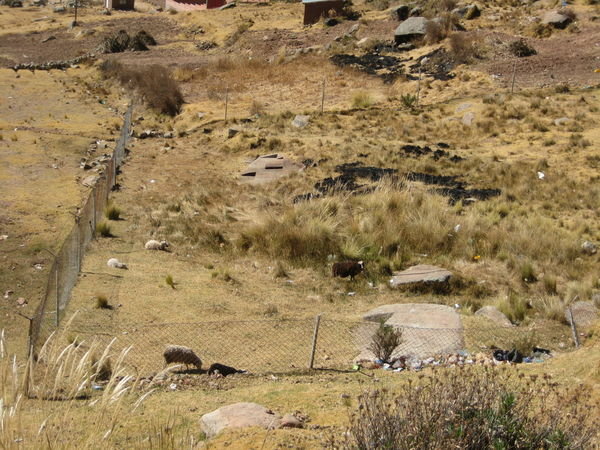 neglected Inca Ruins