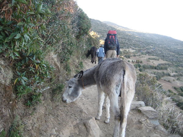 a mule on the path