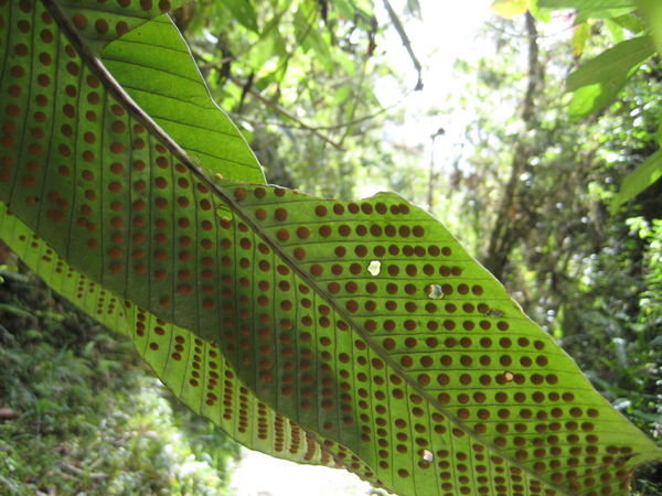 Dotty leaf