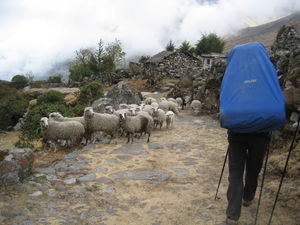 sheep on the path