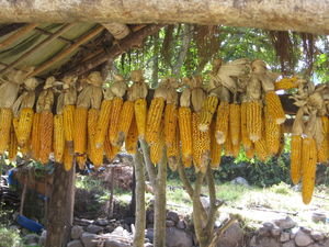 corn out to dry