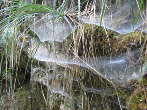Cool spider webs