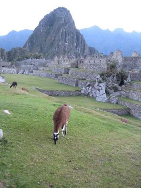 morning grazing, Machu Pichu