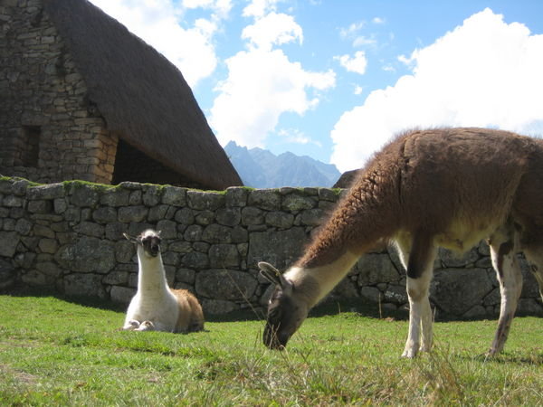 my friends at Machu Pichu