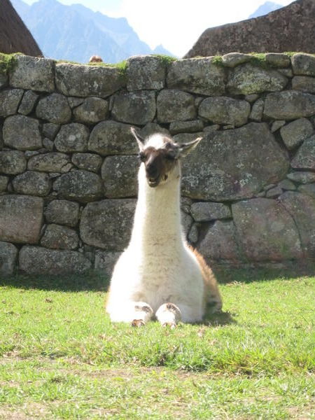 Rufus the lama in mid conversation