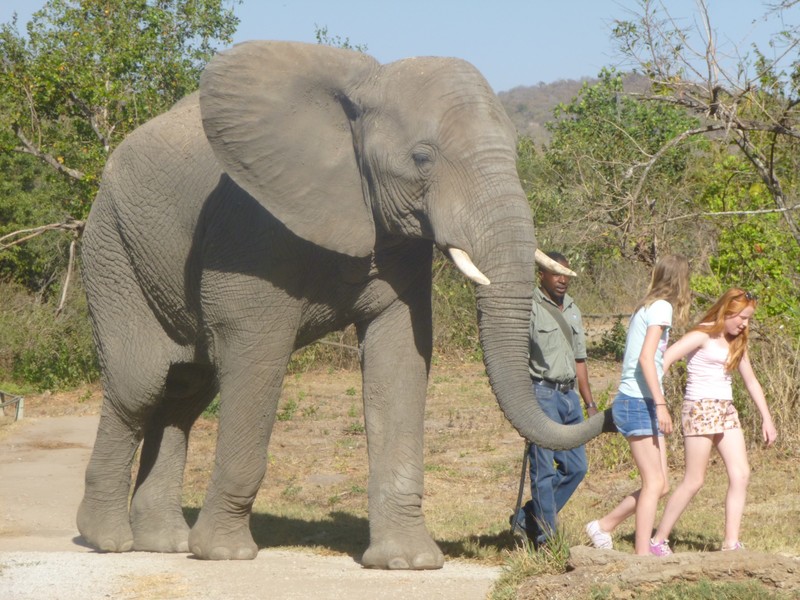 Walking with the Elephants