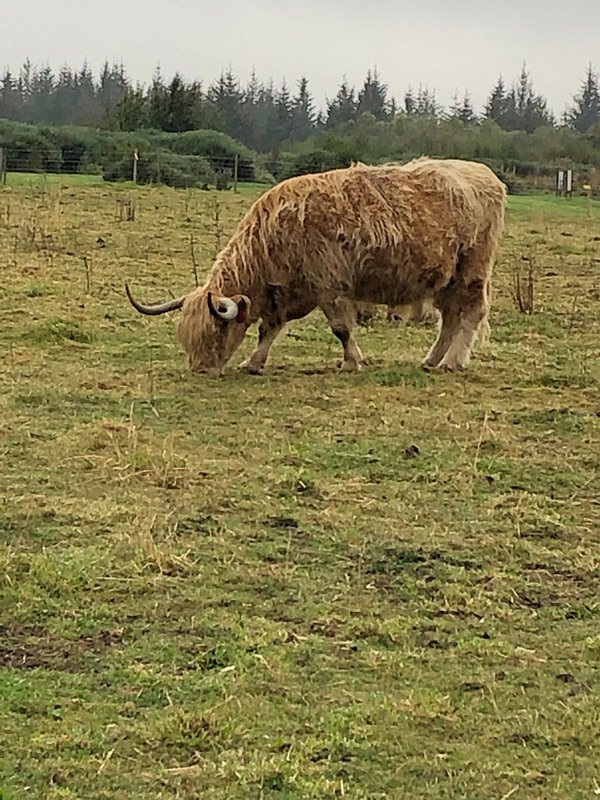 Highland Cow  