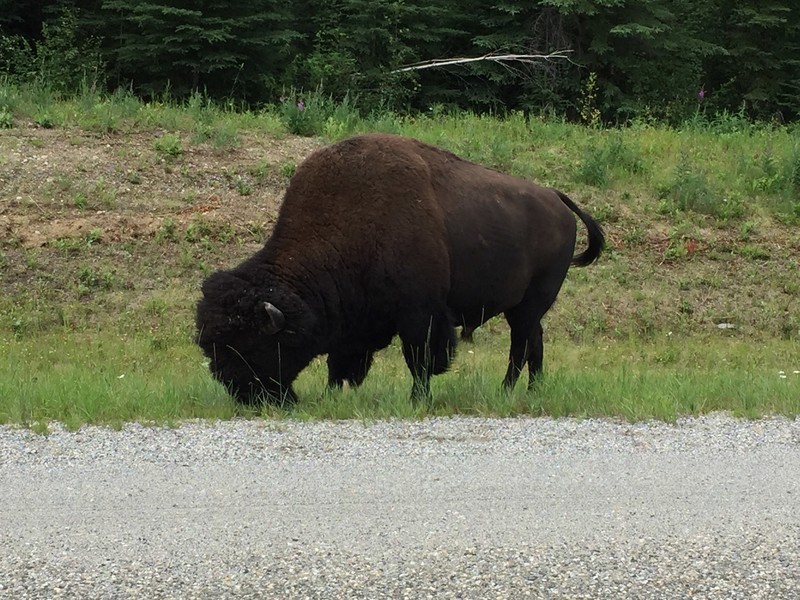 Bison On the Roadway